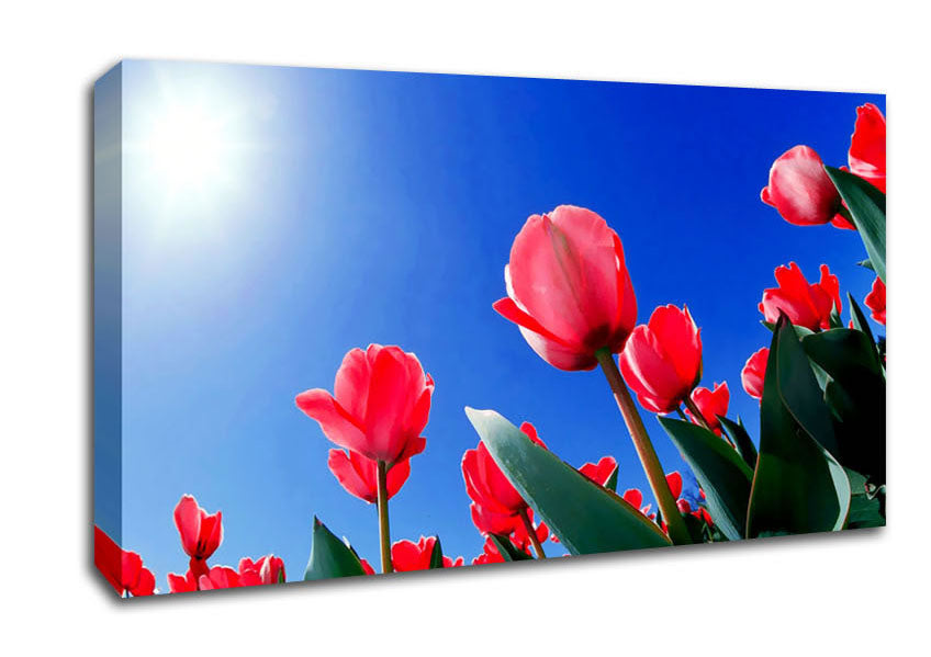Pink Tulips In The Blazing Sun Canvas Wall Art