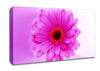 Pink On Pink Petals Canvas Wall Art