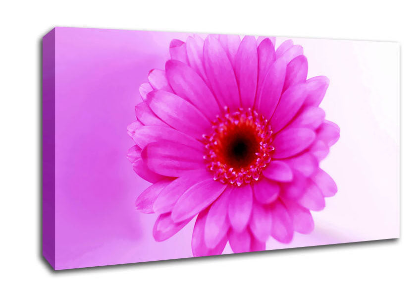Pink On Pink Petals Canvas Wall Art
