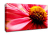 Pink Pom Pom Centre Canvas Wall Art