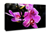 Orchid In Sunlight Canvas Wall Art