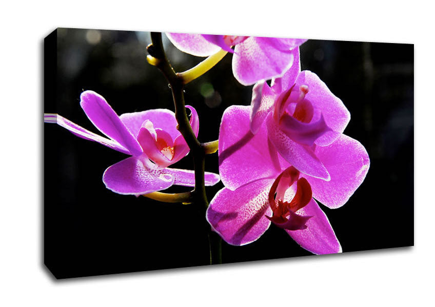 Orchid In Sunlight Canvas Wall Art