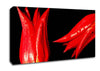 A Pair Of Red Tulips Canvas Wall Art