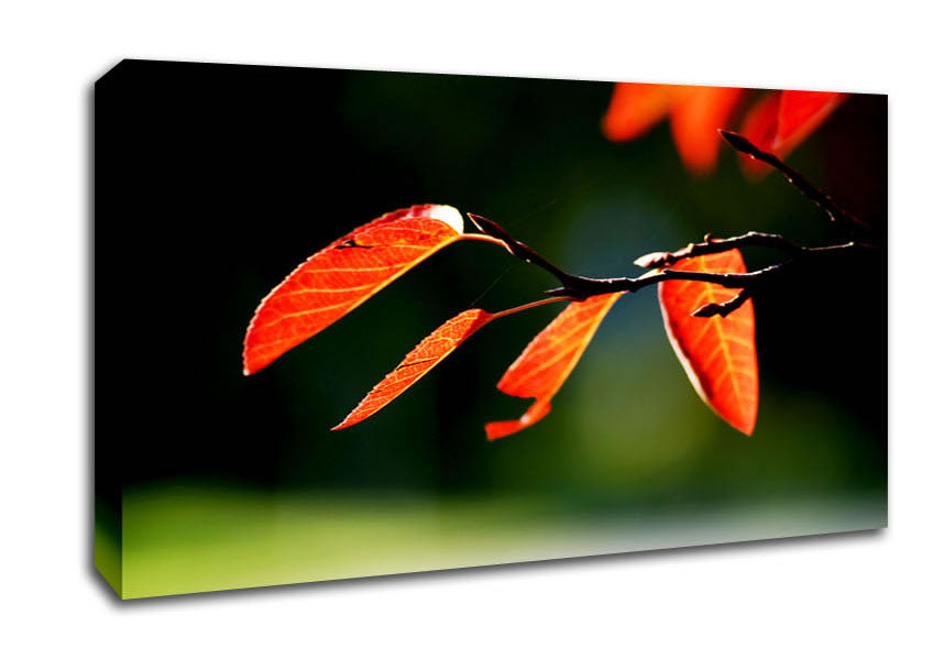 Orange Leaves In Sunlight Canvas Wall Art