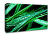 Morning Dew On Grass Canvas Wall Art