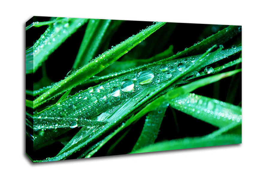 Morning Dew On Grass Canvas Wall Art