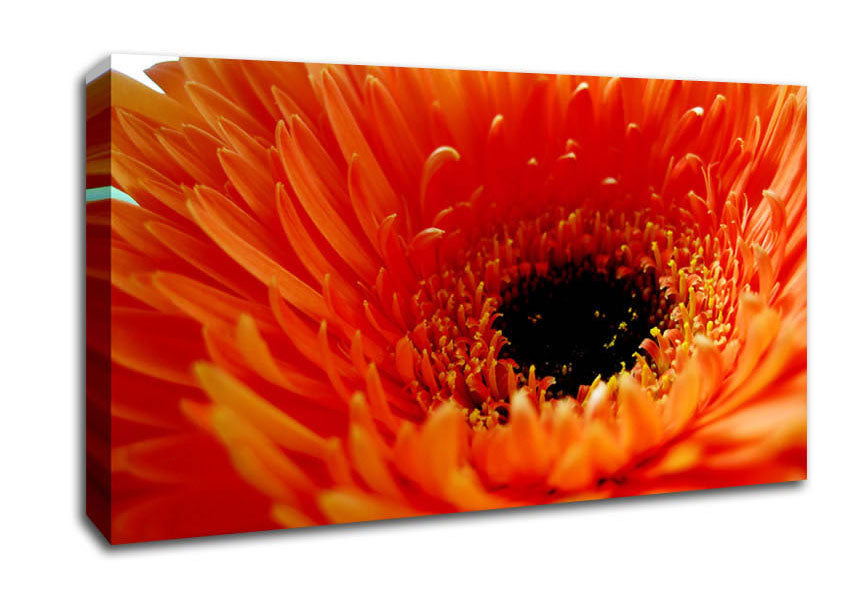 Orange Gerbera Close-Up Canvas Wall Art