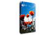 Orange Poppy Skys Canvas Wall Art
