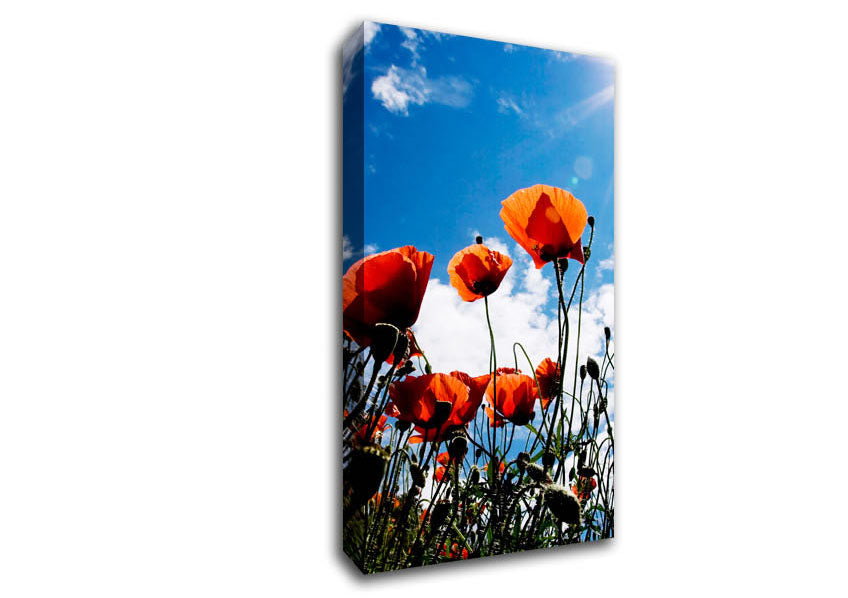 Orange Poppy Skys Canvas Wall Art