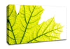 Magnificent Leaf Canvas Wall Art