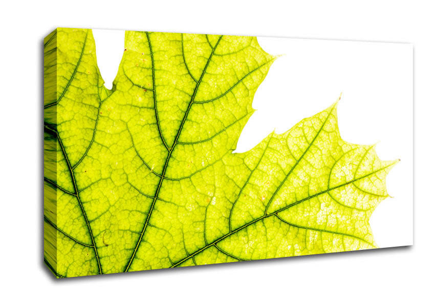 Magnificent Leaf Canvas Wall Art
