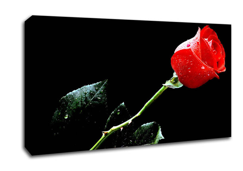 Love Of A Single Red Rose Canvas Wall Art