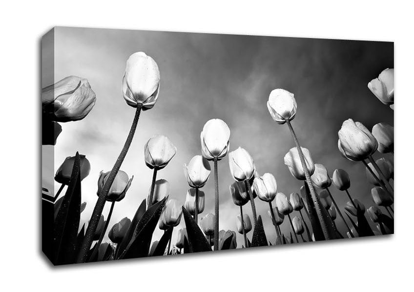Black And White Tulip Skys Canvas Wall Art