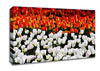 Mixed Tulip Fields Canvas Wall Art