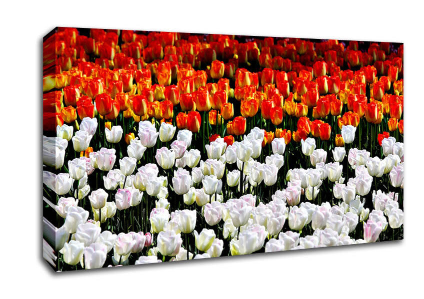 Mixed Tulip Fields Canvas Wall Art