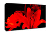 Infra Red Bloom Canvas Wall Art