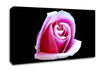 Pink Rose On Black Canvas Wall Art