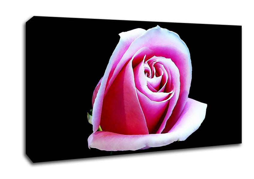 Pink Rose On Black Canvas Wall Art