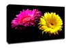 Pink And Yellow Gerbera Delight Canvas Wall Art