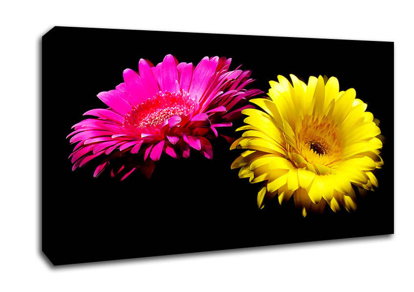 Pink And Yellow Gerbera Delight Canvas Wall Art