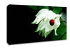 Red Ball Centre Canvas Wall Art