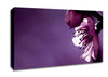 Purple Apple Blossom Canvas Wall Art