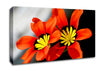 Orange Petaled Beauties Canvas Wall Art