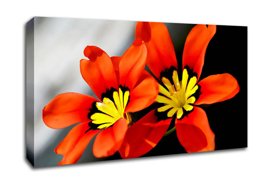 Orange Petaled Beauties Canvas Wall Art