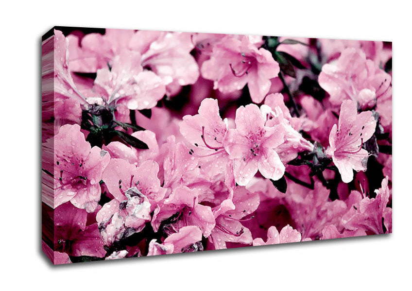 Pink Ocean Spray Canvas Wall Art