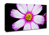 Pink Petal Stunner Canvas Wall Art