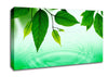 Mint Leaves Near The River Canvas Wall Art