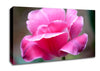 Pink Ruffle Petals Canvas Wall Art