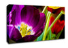 Purple Tulip Centre Canvas Wall Art