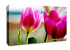 Pink Tulip Parade Canvas Wall Art