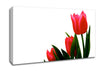 Pink Tulip Trio Canvas Wall Art