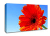 Orange Gerbera Skies Canvas Wall Art