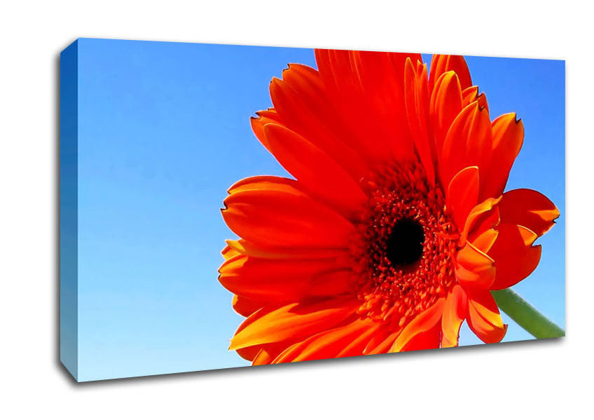 Orange Gerbera Skies Canvas Wall Art