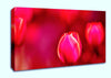 Pink Tulip Abstract Canvas Wall Art