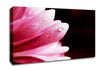 Pink Petal Dewdrop Canvas Wall Art