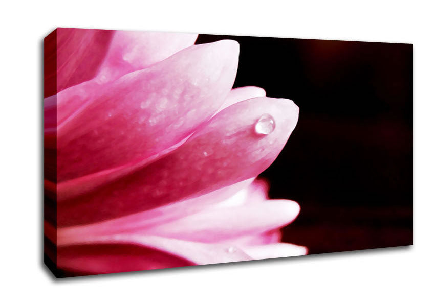 Pink Petal Dewdrop Canvas Wall Art