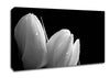 Black And White Tulip Beautys Canvas Wall Art