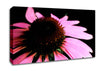 Pom Pom Daisy Centre Canvas Wall Art