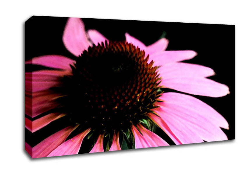 Pom Pom Daisy Centre Canvas Wall Art