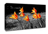Orange Tulips On B n W Canvas Wall Art
