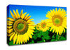 Huge Sunflower Heads In The Blue Cloudless Sky Canvas Wall Art