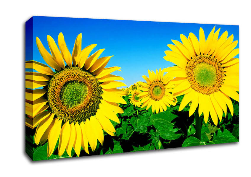Huge Sunflower Heads In The Blue Cloudless Sky Canvas Wall Art