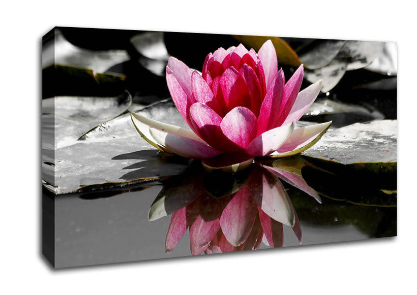 Pink Water Lily Reflections B n W Canvas Wall Art