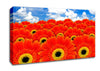 Orange Gerbera Heaven Canvas Wall Art