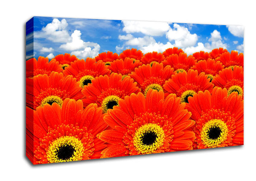 Orange Gerbera Heaven Canvas Wall Art