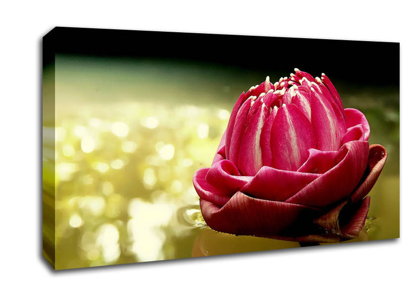 Pink Water Lily Sparkle Canvas Wall Art